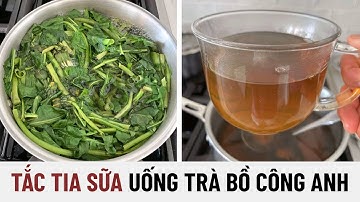 Tắc tia sữa uống trà lá Bồ công anh thông tia sữa hiệu quả