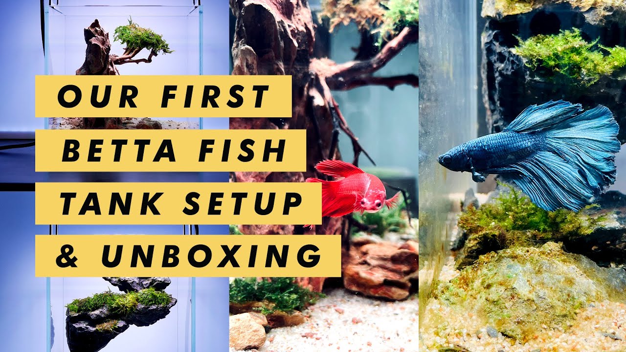 Betta Tank Unboxing Betta Fish Serye 🐟🐟🐟 YouTube