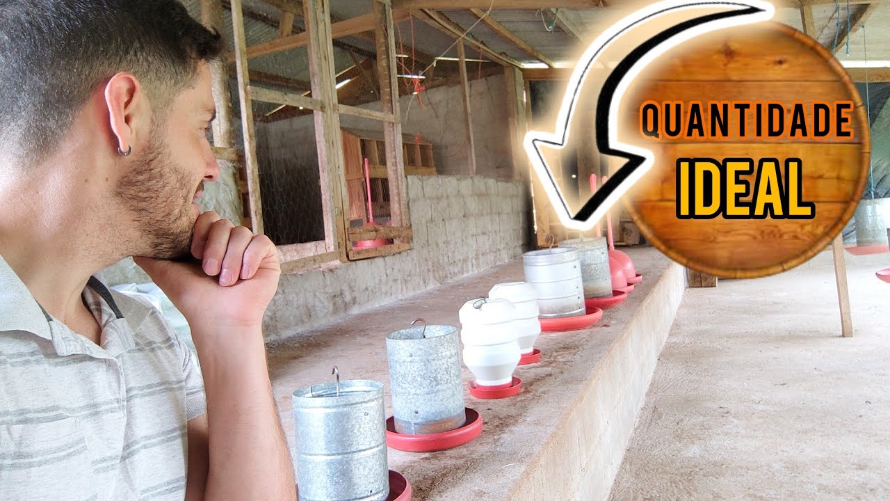 Quantos Comedouros e Bebedouros São Necessários por Fase de Vida das Galinhas
