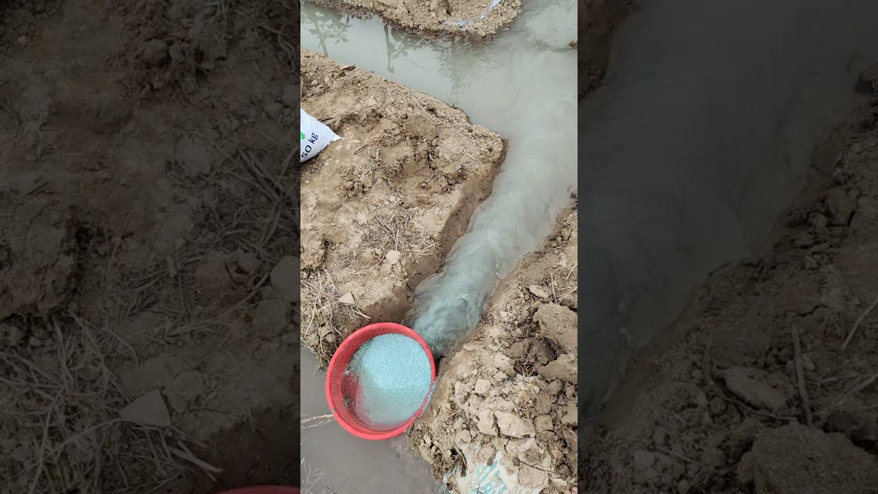 Cách Bón Phân Lạ.