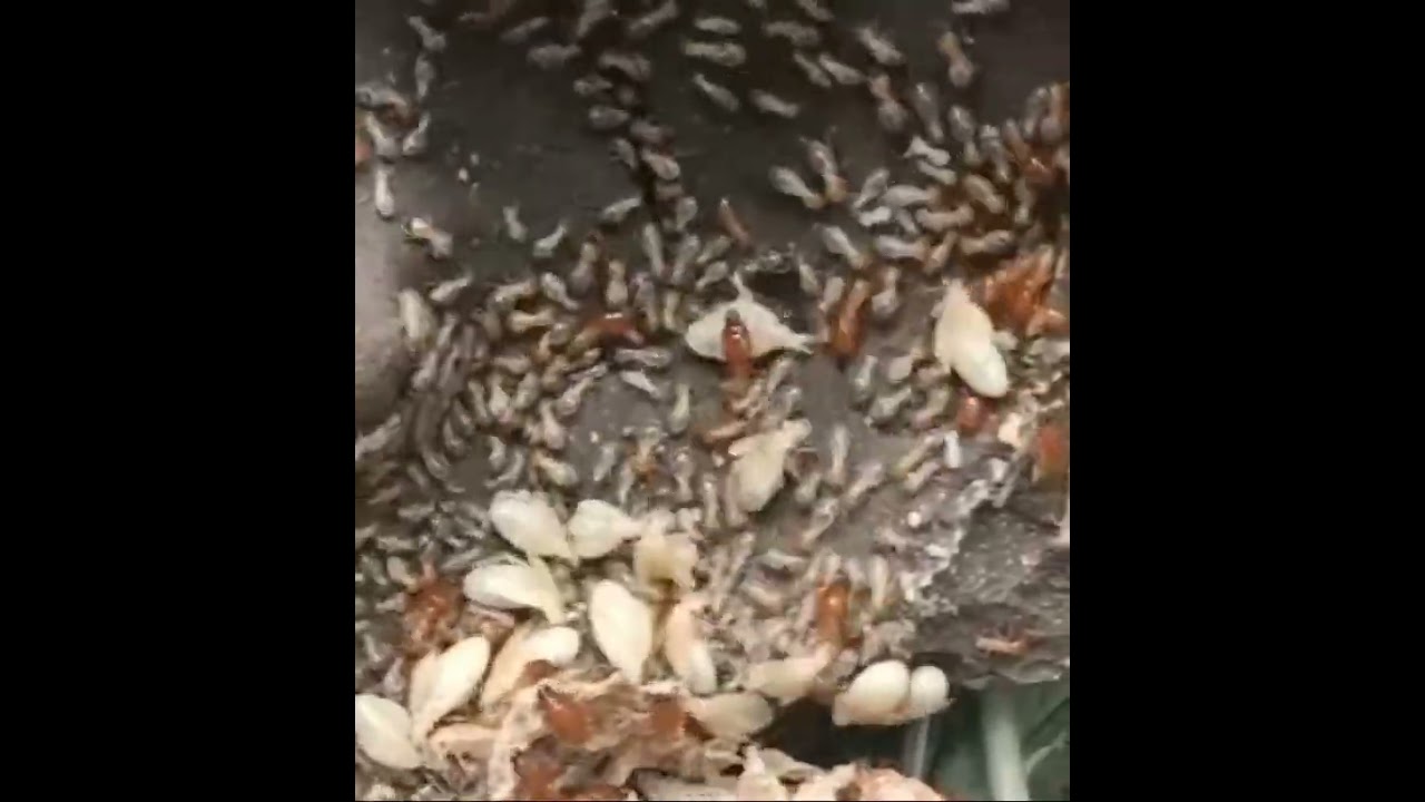 Termite Inspection and Treatment Service by A1 Pest Control Canberra