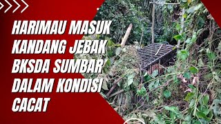 Harimau masuk kandang jebak BKSDA Sumbar dalam kondisi cacat