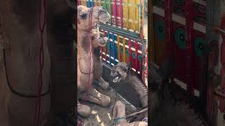 Camel Loading Difficult Work -Amazing Camels Are Loaded Carefully Beautiful Camels Animals