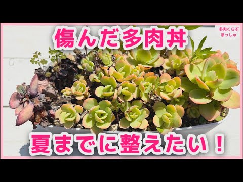 多肉植物】夏までに整えたい！ピーチプリデ丼の仕立て直し＆1ヶ月後
