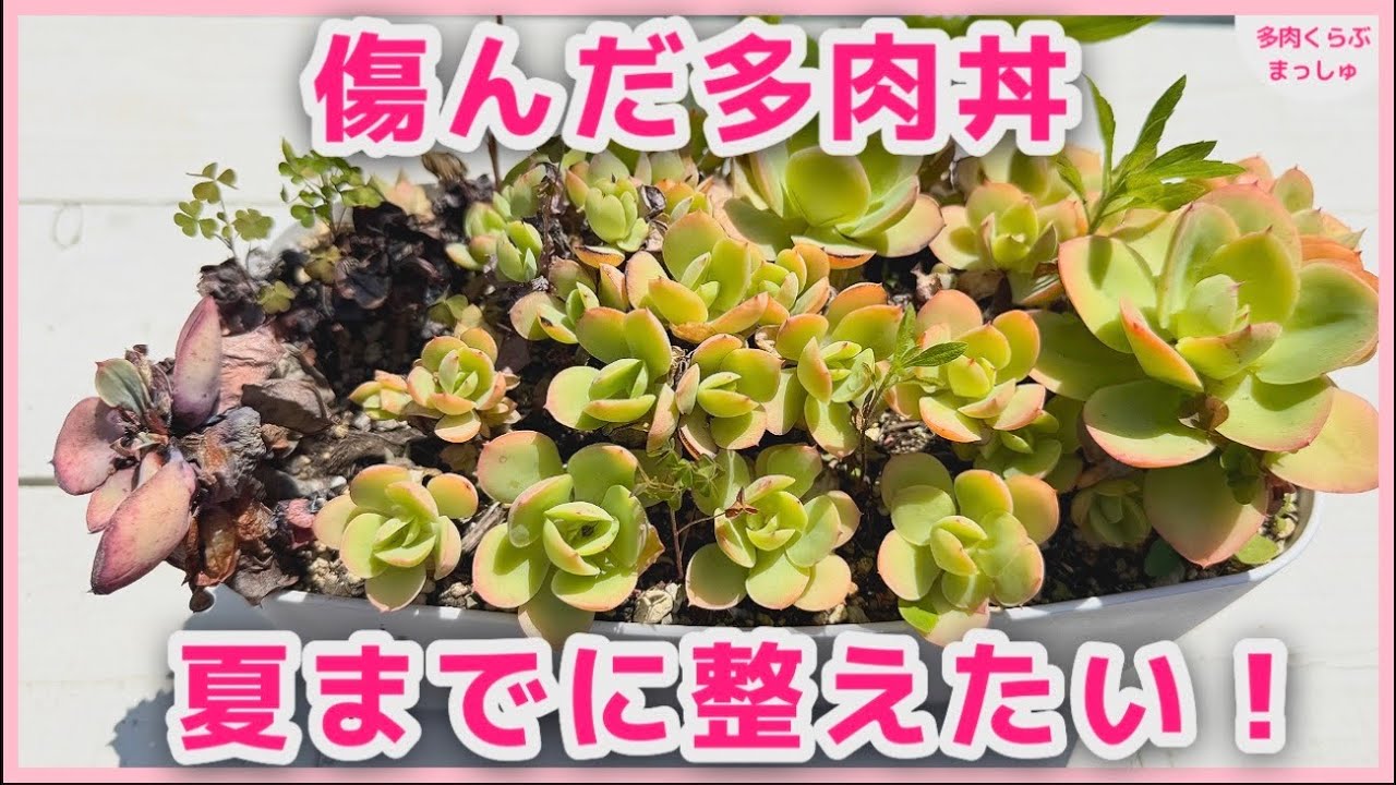 多肉植物】夏までに整えたい！ピーチプリデ丼の仕立て直し＆1ヶ月後
