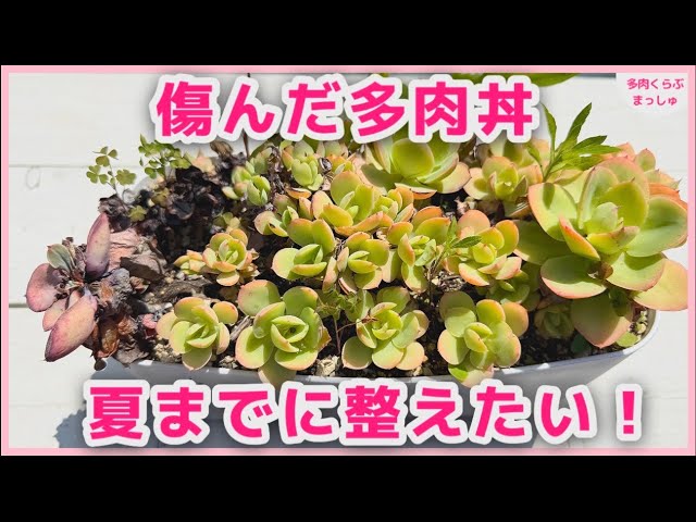 多肉植物】夏までに整えたい！ピーチプリデ丼の仕立て直し＆1ヶ月後