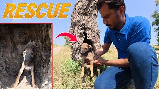 : He was alone & weak... until we found him !! Dog rescue journey