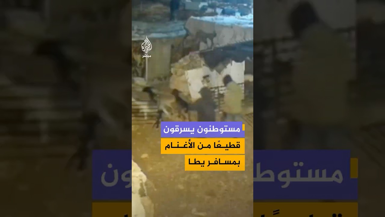 مستوطنون يسرقون قطيعا من الأغنام بعد اقتحام مزرعة فلسطينية