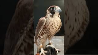 Calidus Peregrine Falcon: Completed his 2nd year molt. #falconry #peregrinefalcon #freeflight