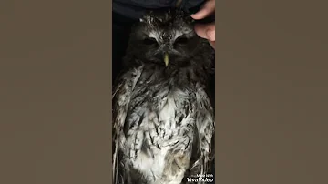 Неясыть серая Краснодарский край такие звуки издаёт в 5:30 утра.