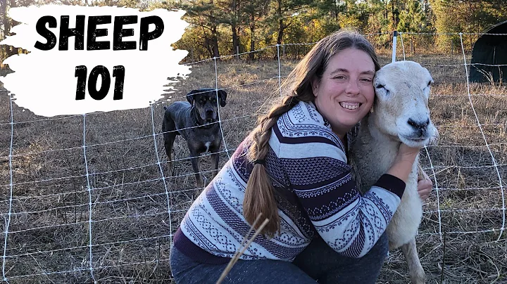 Beginner's Guide to Raising Sheep | How to Raise Your Own Lamb - DayDayNews