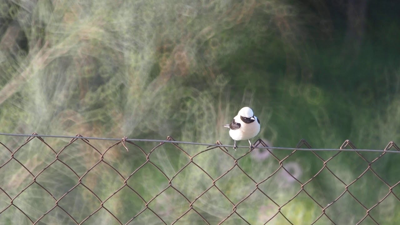 Collalba rubia macho