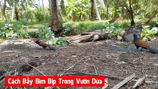 Bìm Bịp Trong Vườn Dừa Bẫy Làm Sao hiệu Quả Nhất