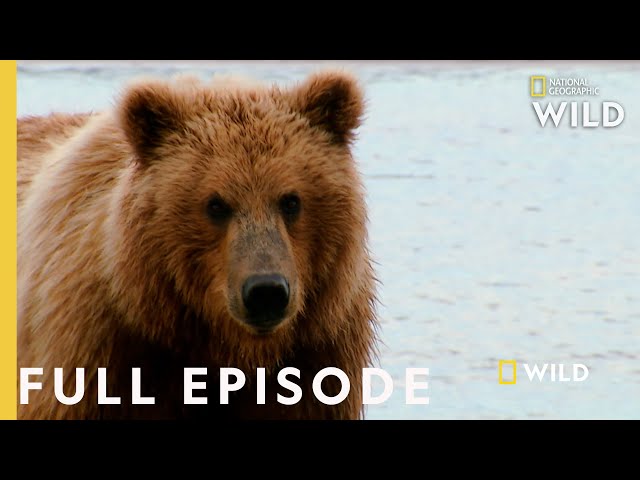 Grizzly Battleground (Full Episode)  Alaska's Grizzly Gauntlet 