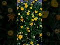 &quot; Tarantella &quot;