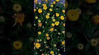 &quot; Tarantella &quot;