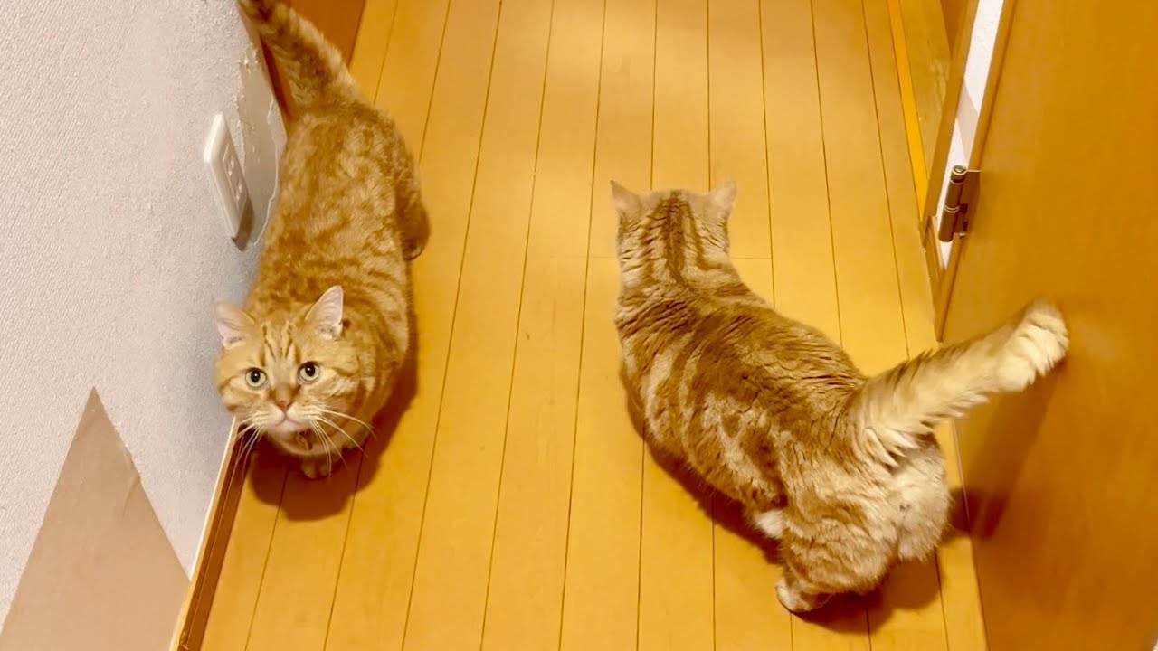 親子猫が揃ってかわいい鳴き声で『ひらけゴマ😻』 - YouTube