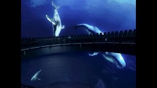 Abu Dhabi SeaWorld Hypersphere 360