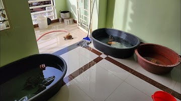 Vệ sinh khu vực nuôi Rùa nước và Rùa cạn trên Bacoon tại Ú Ù P.S CPC 