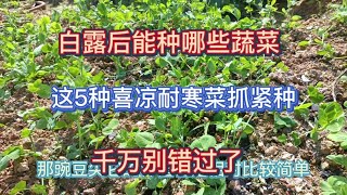 白露後能種哪些蔬菜？這5種喜涼耐寒蔬菜正好種，千萬別錯過哦