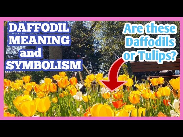 The Daffodil: Meanings, Images & Insights