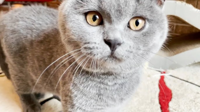 Интернетте flv форматында порно Интернеттегі әже секс порно