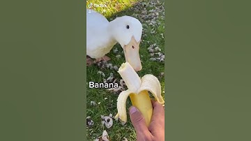 Duck don’t trust Bananas