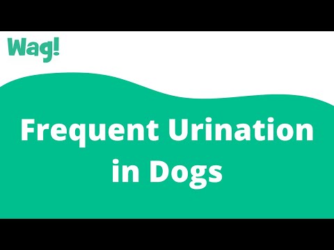 Frequent Urination in Dogs | Wag!