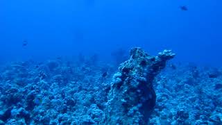Scuba diving adventures to a depth of 50 meters look what i found , crazy adventures