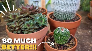 HOW and WHEN to repot cactus and succulents | 5 Essential Tips