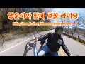 행운이와 함께 벚꽃 라이딩.Cherry Blossom Ride with Lucky.Lucky के साथ चेरी ब्लॉसम राइड.#벚꽃라이딩 #말티푸 #dogride