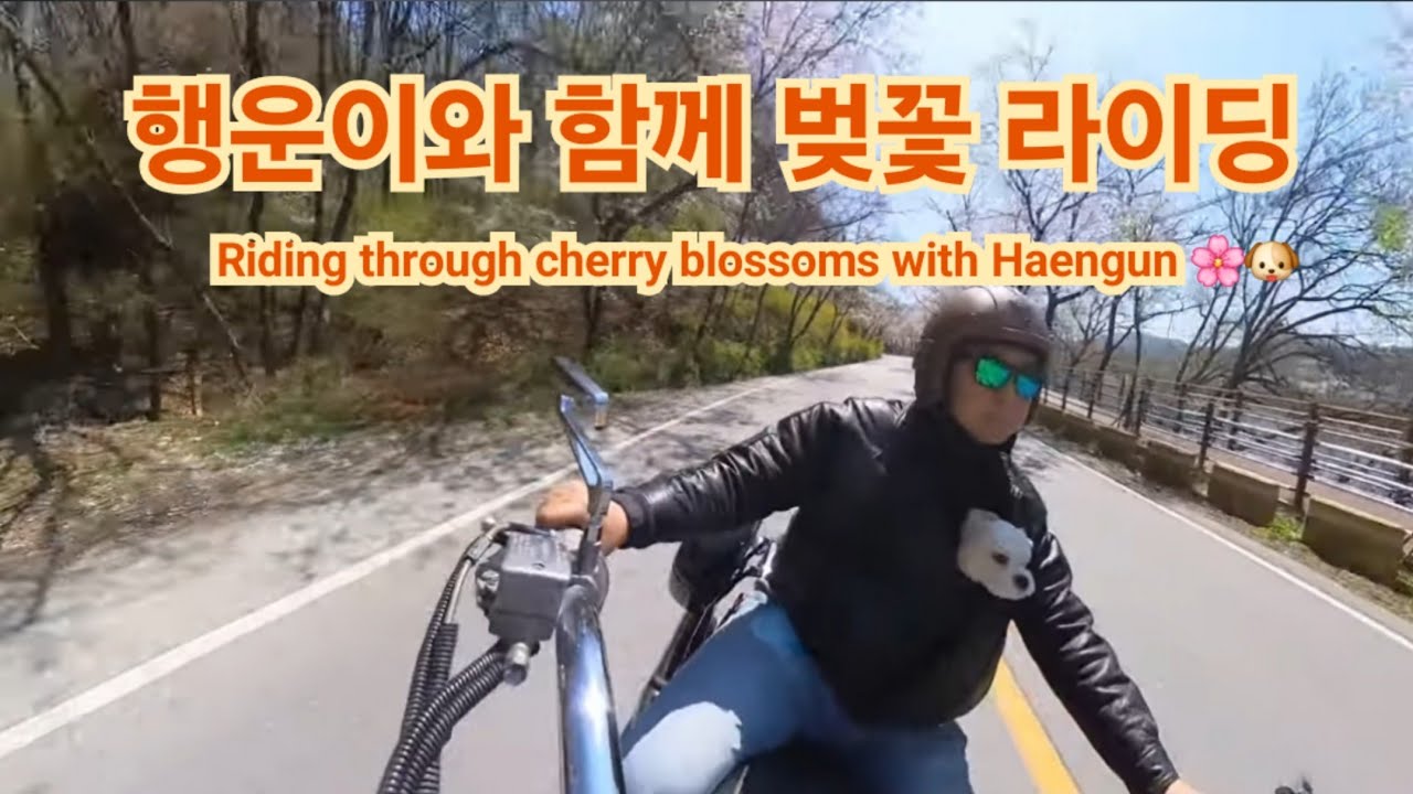 행운이와 함께 벚꽃 라이딩.Cherry Blossom Ride with Lucky.Lucky के साथ चेरी ब्लॉसम राइड.#벚꽃라이딩 #말티푸 #dogride