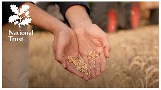 The Secret To Great National Trust Cakes? It All Starts With The Flour From Wimpole Home Farm