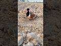 red wattled lapwing beautiful baby #birds #baby