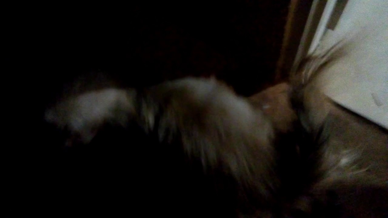  Paloma dog 2