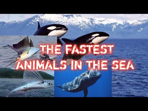 Video: Is moordwalvisse gevaarlik?