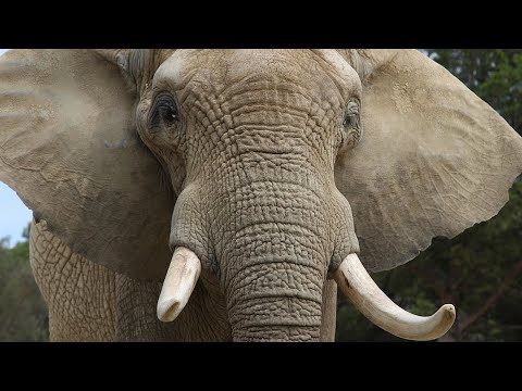 Сколько весит слон? Сколько живут слоны? Сколько съедает слон?