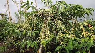 6 Causes of coffee fruit not being dense