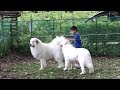 元気なお友達と楽しく遊んだルンルンとアランです　Great Pyrenees　グレートピレニーズ