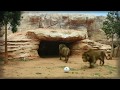 Sance dentrainement des lions de latlas au jardin zoologique de rabat