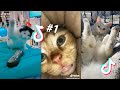BEST CAT AND DOG TIK TOKS - Animal Tik Toks Compilation # 1