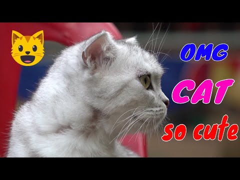 Video OMG These Cats Are So Cute And Beautiful | Viral Cat - youtube
