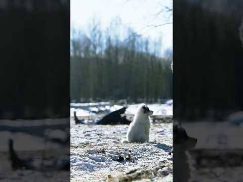Frozen Noodles Meet Boiling Lamb Soup in the Mongolian Snow
