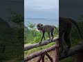 Monkeys of Bud Bongao, Tawi-Tawi 🐒