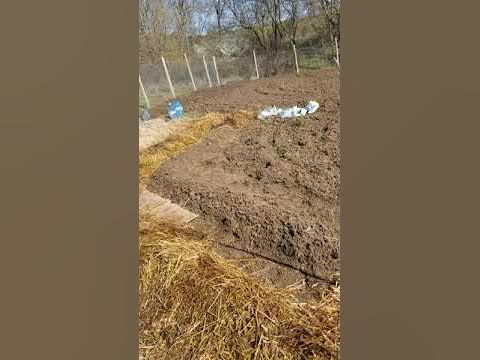 Засаждане на картофи под слама - YouTube