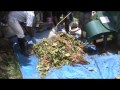 Composting cocoa pods - YouTube