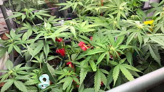 Tag 41  #amnesiahaze #specialqueen1 #northernlight #sativa Fensterbank Cannabisanbau Homegrow