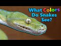 How Snakes' Senses Compare to Ours!