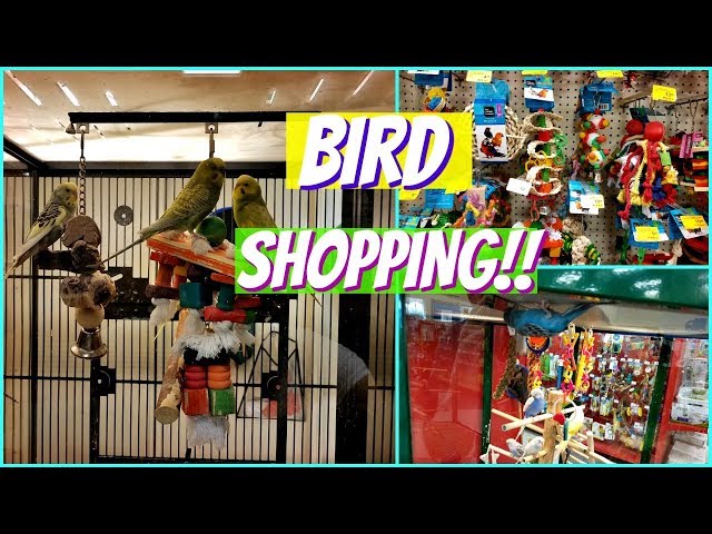 Petsmart Parakeets Bird Toys