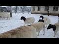 Племенные овцематки Дорпера. ❤🐑 на Ставрополье г. Георгиевск.